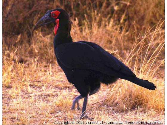 Kalao terrestre - Photo de Animaux sauvages