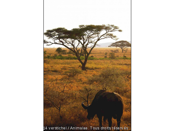 Buffle solitaire - Photo de Animaux sauvages