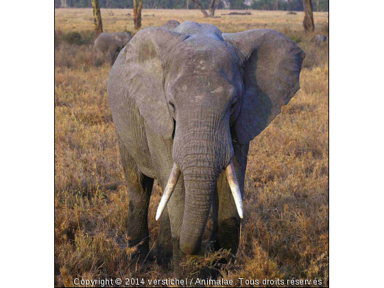 Elephant - Photo de Animaux sauvages