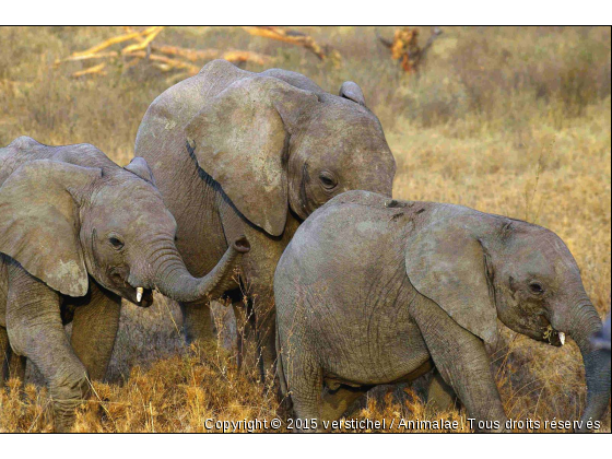 Eléphants - Photo de Animaux sauvages