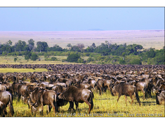 Migration des gnous, Masai Mara, Kenya - Photo de Animaux sauvages