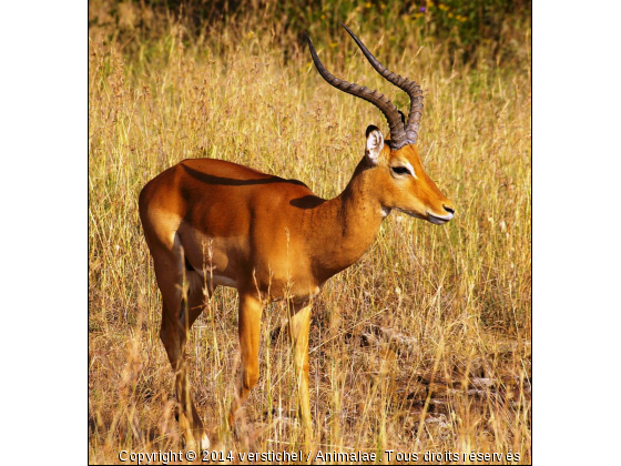 Impala, parc du Masai Mara, Kenya - Photo de Animaux sauvages