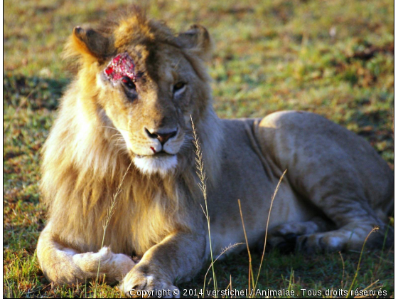 Lion blessé, Masai Mara, Kenya - Photo de Animaux sauvages