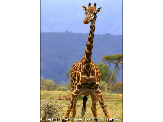 Girafe, Naivasha, Kenya - Photo de Animaux sauvages