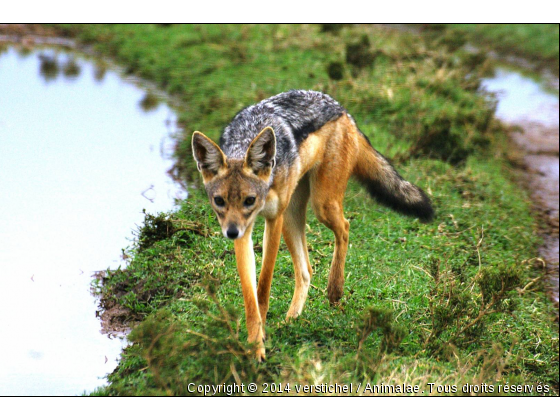 Chacal, Naivasha, Kenya - Photo de Animaux sauvages