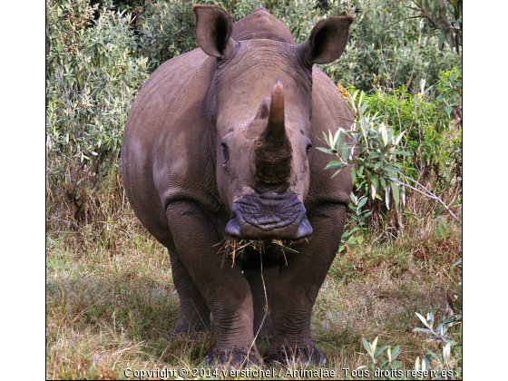 Rhinocéros, Naivasha, Kenya - Photo de Animaux sauvages