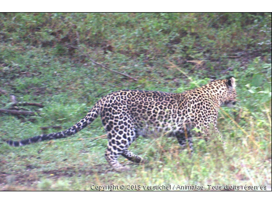 Léopard, Nivasha, Kenya - Photo de Animaux sauvages