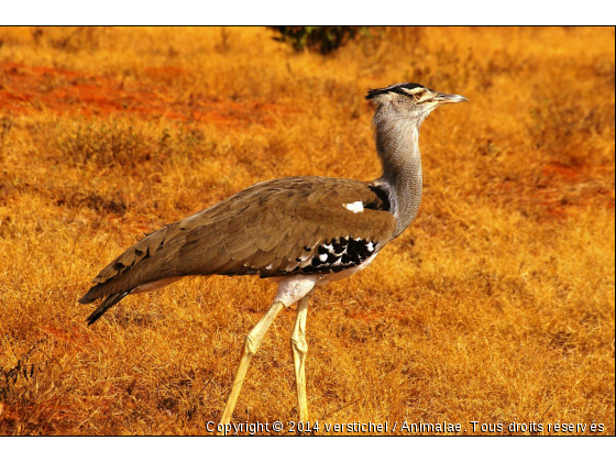 Outarde, Tsavo Est, Kenya - Photo de Animaux sauvages