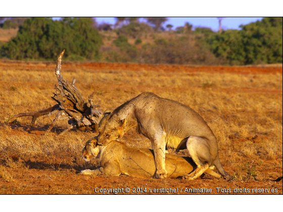 Lions du Tsavo Est, accouplement - Photo de Animaux sauvages