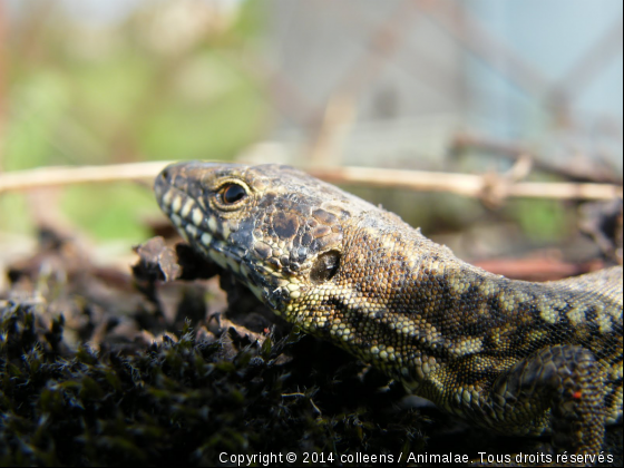 Dragon ou lézard au soleil ? - Photo de Reptiles