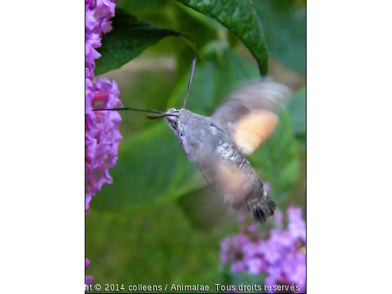 Morosphynx - papillon oiseau mouche  - Photo de Microcosme