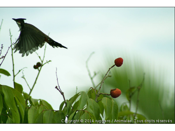 envole du toudi dans les lechis - Photo de Oiseaux