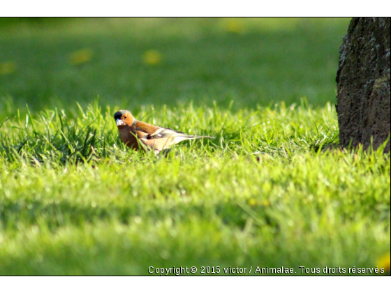 Un brin de bonheur - Photo de Oiseaux