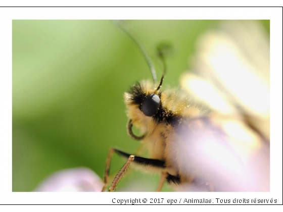 Machaon - Photo de Microcosme