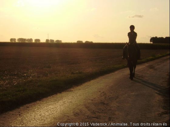 rose - Photo de Chevaux