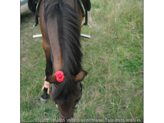 rosee - Photo de Chevaux