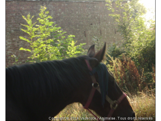 t - Photo de Chevaux