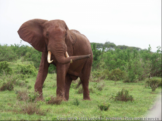 Un joli male un peux nerveux - Photo de Animaux sauvages