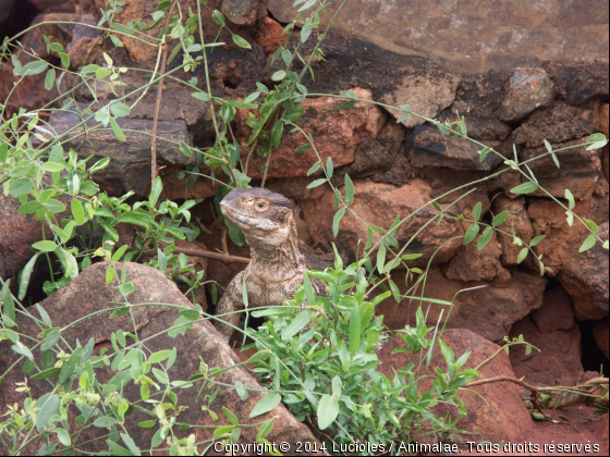 Cite d&#039;un varan Kenyan - Photo de Reptiles