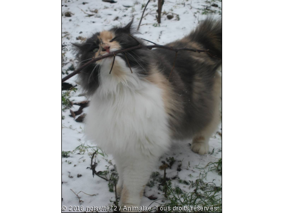 noisette dans la neige ... - Photo de Chats