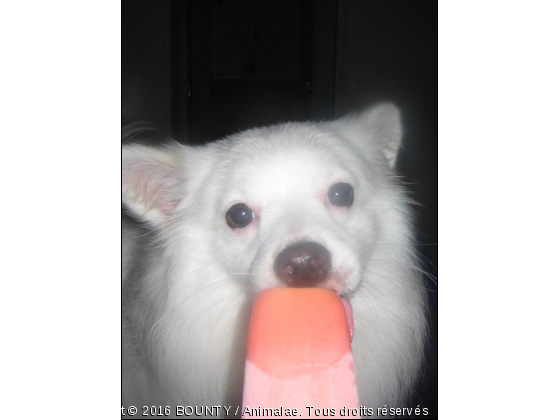 BOUNTY  - Photo de Chiens