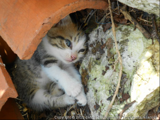 Chouchou - Photo de Chats