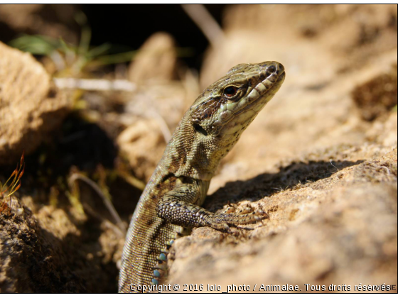 un lézard  - Photo de Reptiles