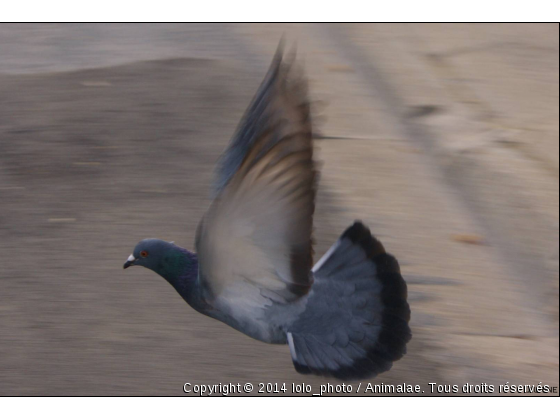 un pigeon - Photo de Oiseaux