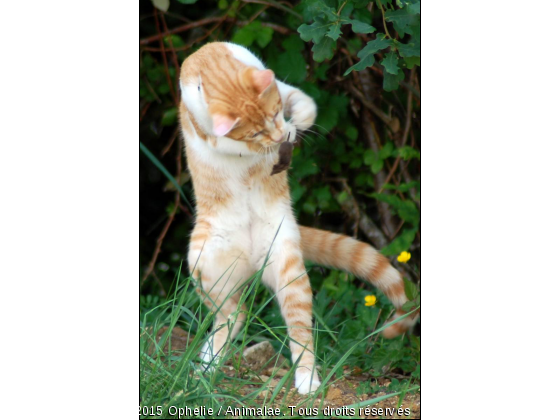 Kyo, Le Chat Potté !! - Photo de Chats