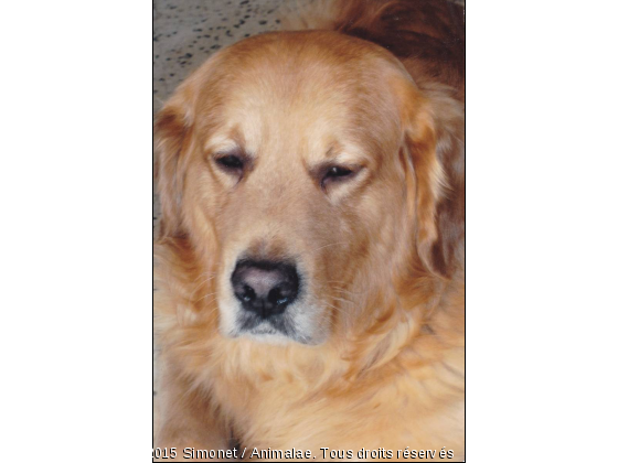 Yoki - Photo de Chiens