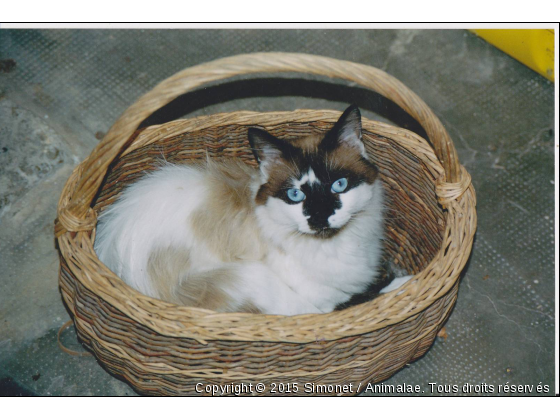 Leblanc - Photo de Chats