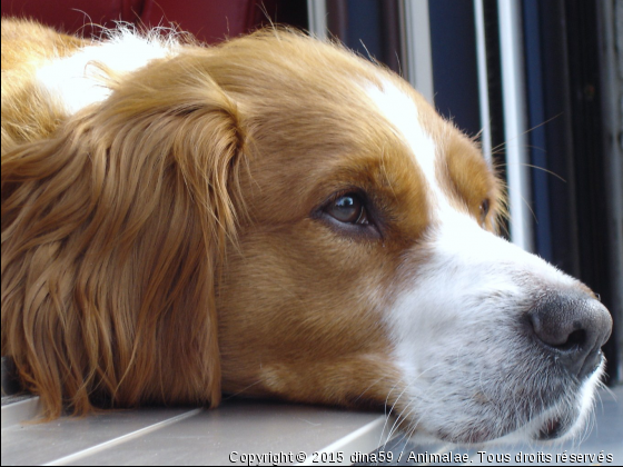 Dina - Photo de Chiens