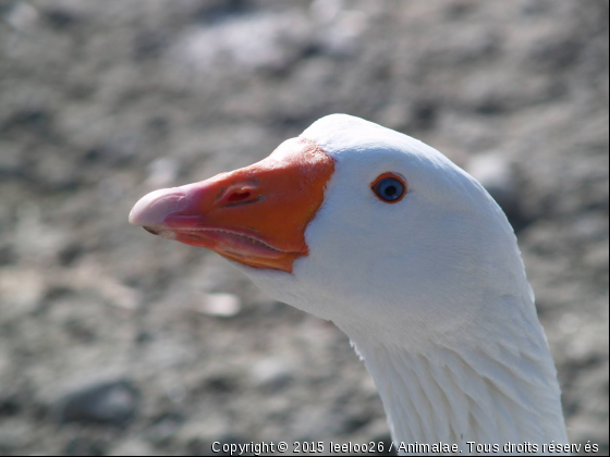 T&#039;AS DE BEAUX YEUX TU SAIS - Photo de Animaux Ferme