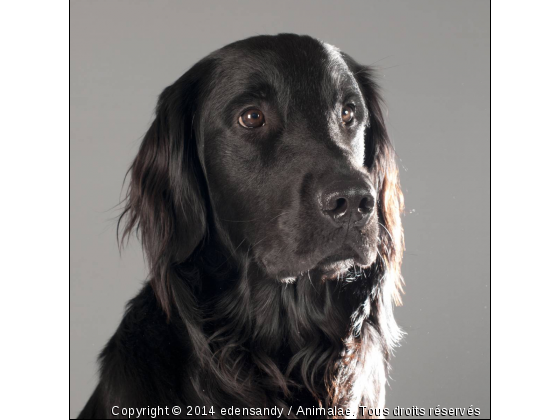 desmo flatcoted  - Photo de Chiens