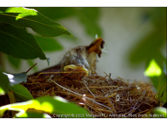 A la tombé du nid ♥ - Photo de Oiseaux