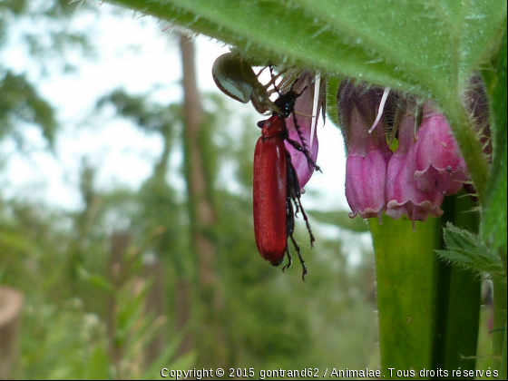 insecte - Photo de Microcosme