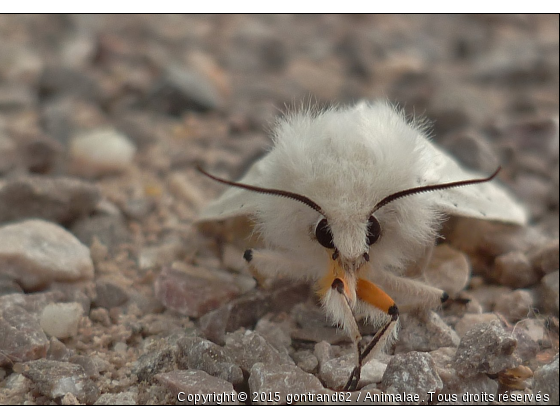 papillon nocturne - Photo de Microcosme