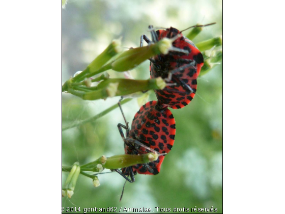 insecte - Photo de Microcosme