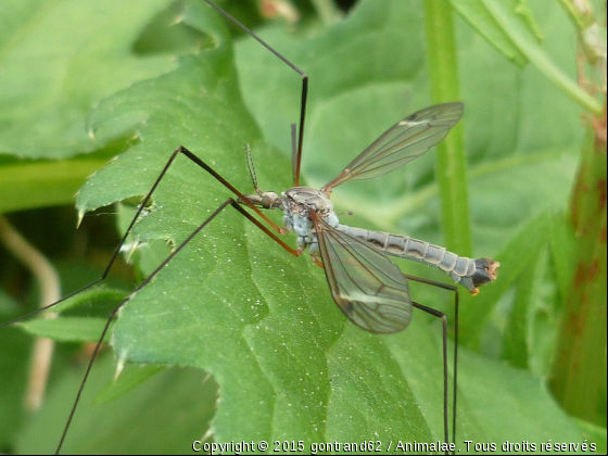 insecte - Photo de Microcosme