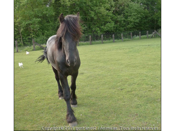 cheval - Photo de Chevaux