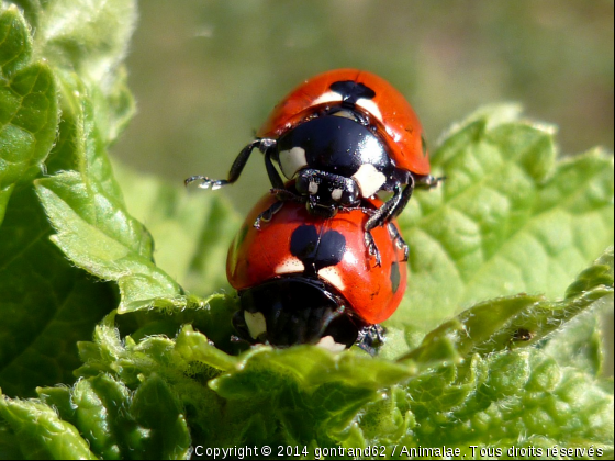 coccinelles - Photo de Microcosme