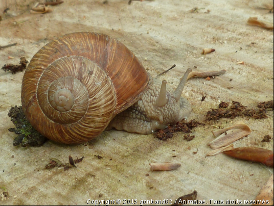 escargot - Photo de Microcosme