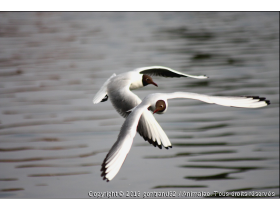 mouettes - Photo de Oiseaux