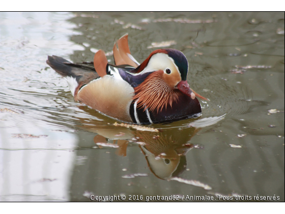 canard - Photo de Oiseaux