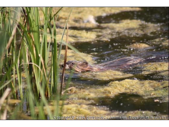 rat - Photo de Rongeurs