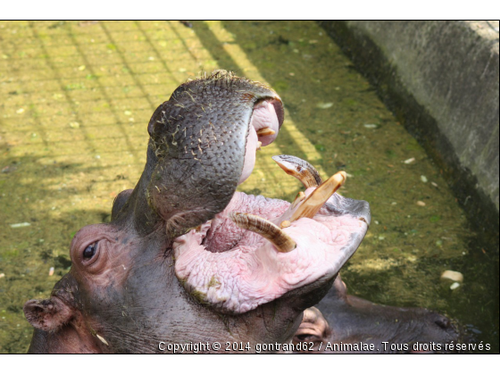 hippopotam - Photo de Animaux sauvages