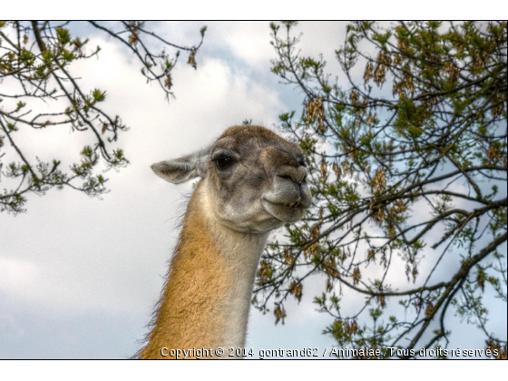lama - Photo de Animaux sauvages