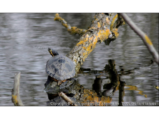 tortue - Photo de Faune marine