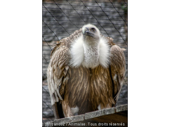 aigle - Photo de Oiseaux