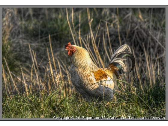 coq - Photo de Animaux Ferme